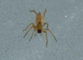 /album/clubionidae/clubiona-sp-jpg/